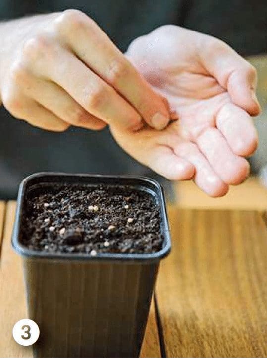 sow seeds Gardenfrontier sow seeds