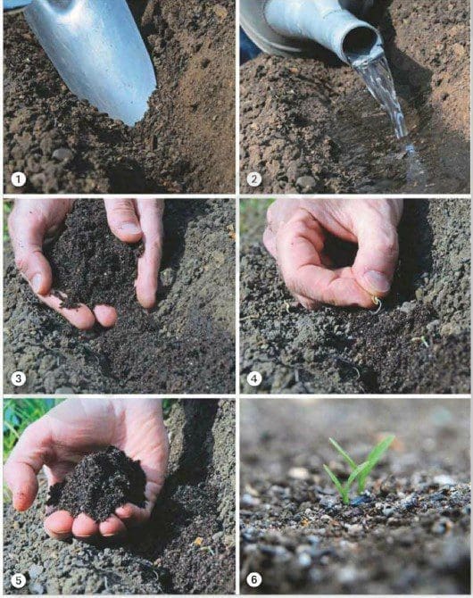 sowing and growing parsnips Gardenfrontier sowing and growing parsnips