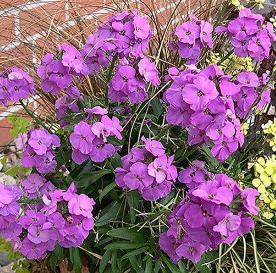 wallflower erysimum Gardenfrontier wallflower erysimum