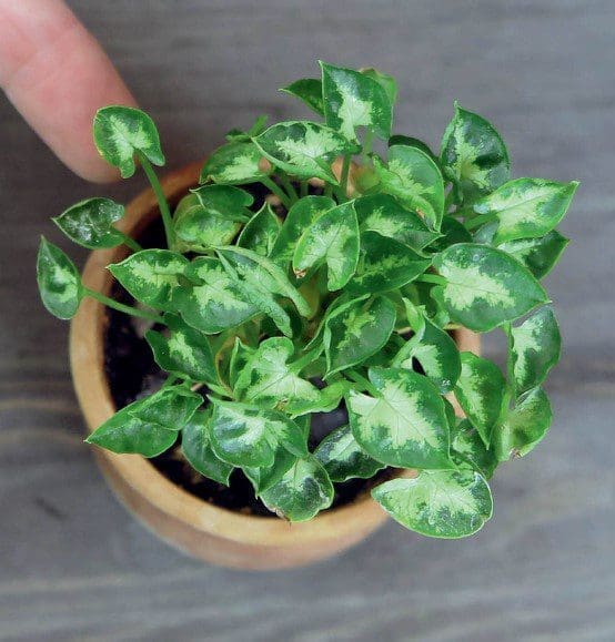 Dwarf Arrowhead Plant Gardenfrontier Dwarf arrowhead plant with tiny variegated heart shaped leaves growing in a small pot