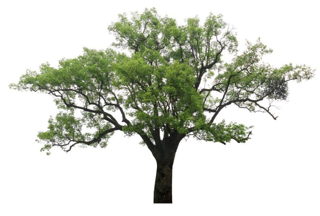 Camphor Tree Gardenfrontier Camphor Tree