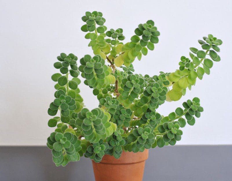 Cuban Oregano Gardenfrontier Cuban Oregano