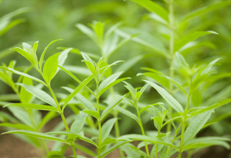 Lemon Verbena Gardenfrontier Lemon Verbena