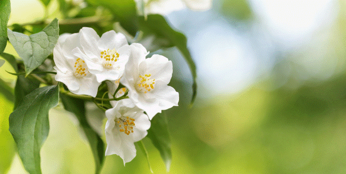 Mock Orange Gardenfrontier Mock Orange