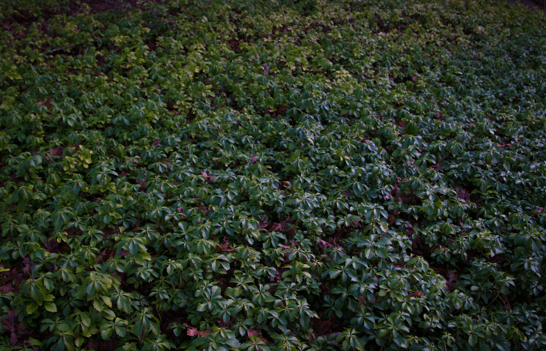 Pachysandra Ground Cover Gardenfrontier Dense green Pachysandra ground cover growing under a shade tree