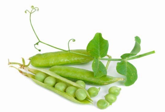 Peas Gardenfrontier Peas