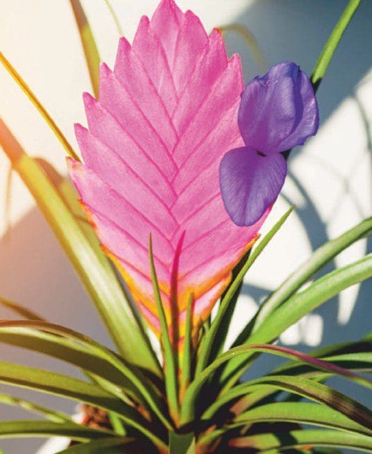 Pink Quill Gardenfrontier Pink Quill