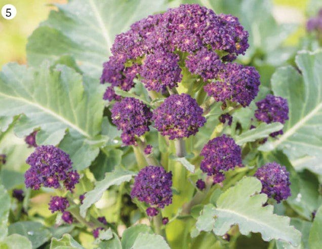 Purple sprouting broccoli Gardenfrontier Purple sprouting broccoli