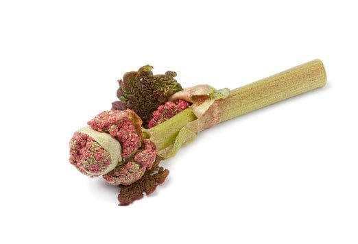 Rhubarb Gardenfrontier Rhubarb