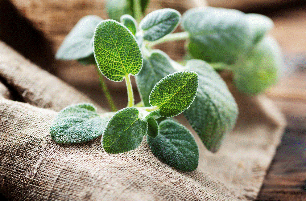 Sage Health Benefits Gardenfrontier Fresh sage leaves growing in an herb garden