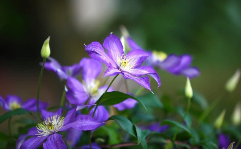 Spring Clematis Gardenfrontier Spring Clematis