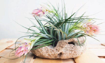 Stricta Gardenfrontier Stricta