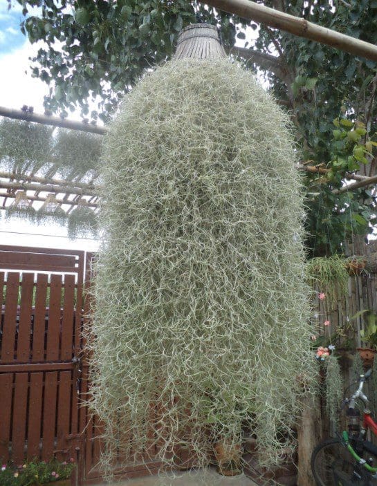 TILLANDSIASpanish Moss Gardenfrontier TILLANDSIA Spanish Moss
