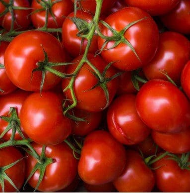 Tomatoes Gardenfrontier Tomatoes