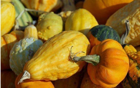 Winter Squash Gardenfrontier Winter Squash