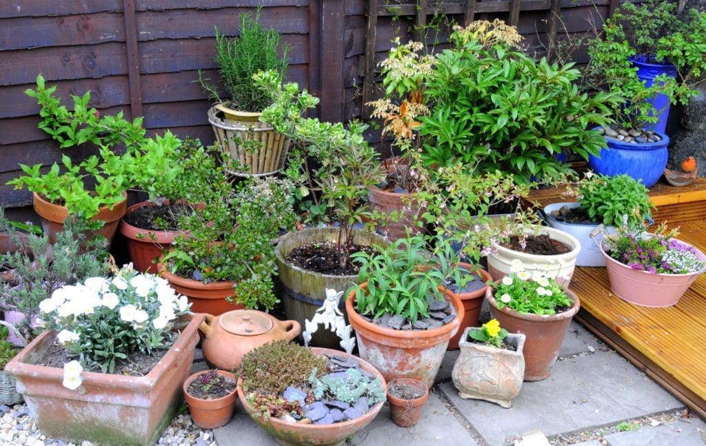 Container Gardening Gardenfrontier Container Gardening