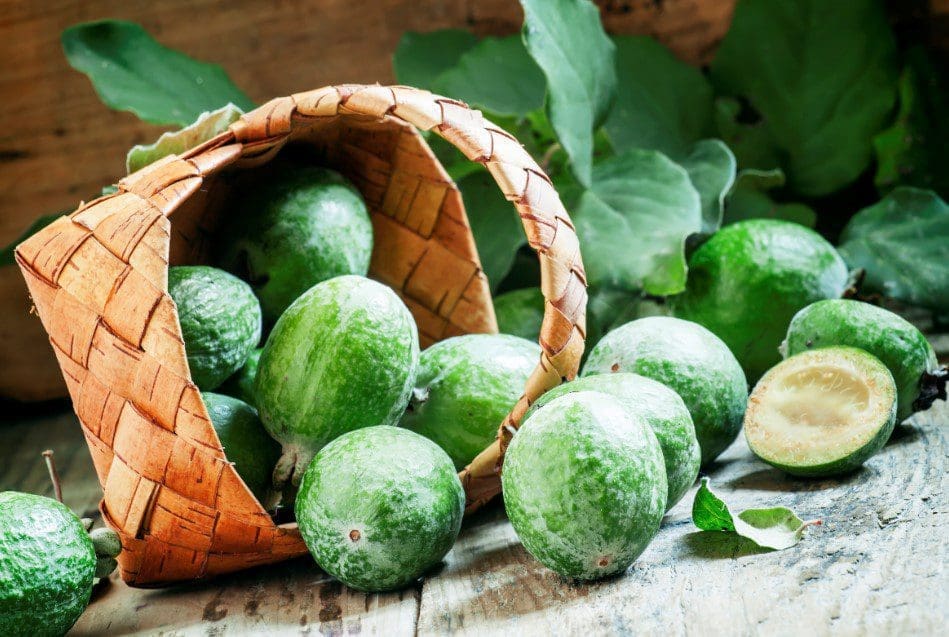 feijoa Gardenfrontier feijoa