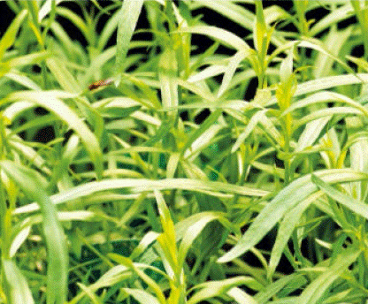 Artemisia dracunculus Gardenfrontier Artemisia dracunculus