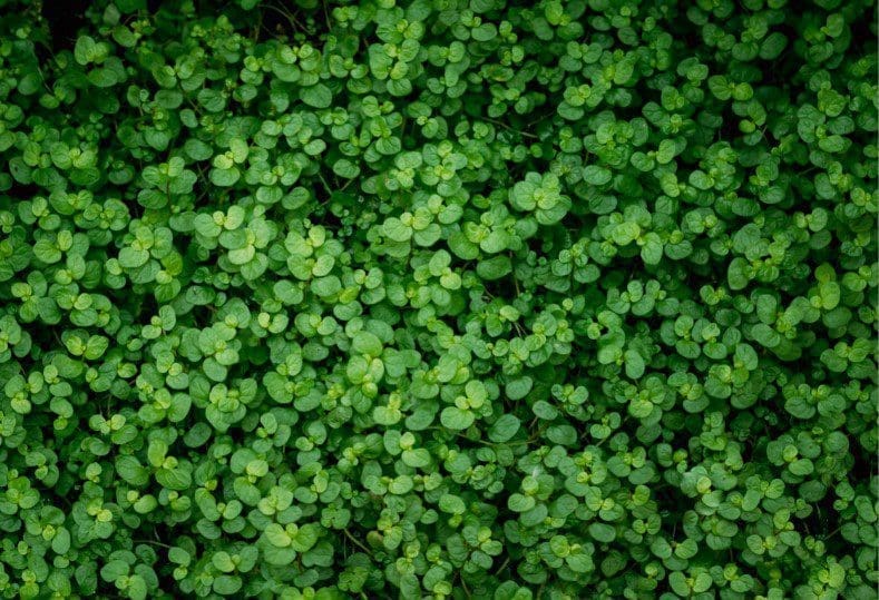 Babys Tear Plant Gardenfrontier Babys Tear Plant