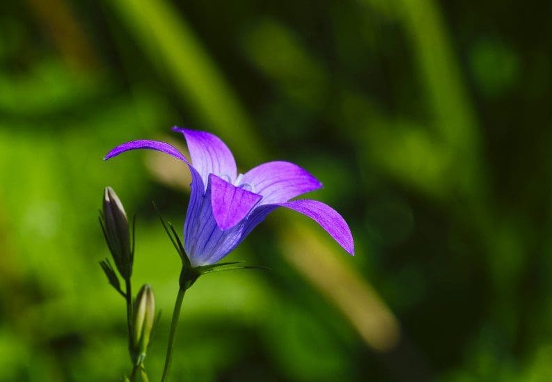 Blue Campanula Bellflower Gardenfrontier A dense cluster of vibrant blue star shaped Campanula bellflowers in full bloom