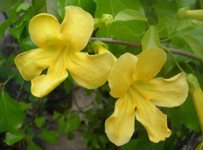 Cats Claw Vine Plant Gardenfrontier A lush blooming Cat's Claw vine covered in bright yellow trumpet-shaped flowers.