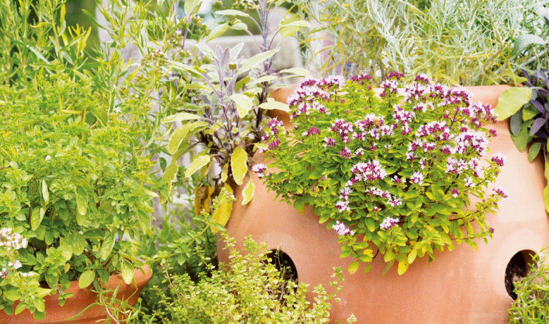 How To Start Herb Garden Gardenfrontier How To Start Herb Garden