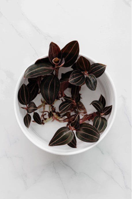 Jewel Orchid Ludisia Gardenfrontier Jewel Orchid Ludisia