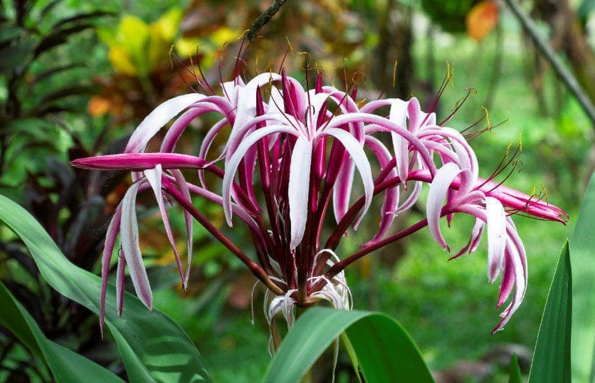 Lily Flowers Gardenfrontier Lily Flowers