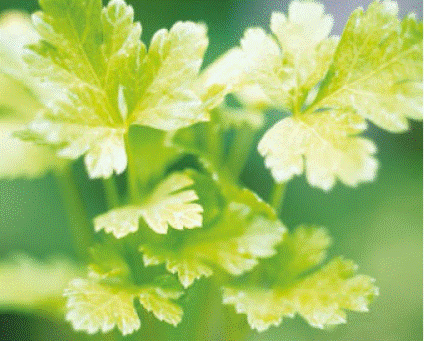 Petroselinum crispum Gardenfrontier Petroselinum crispum