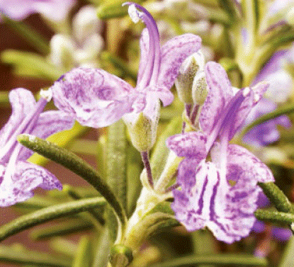 Salvia rosmarinus Gardenfrontier Salvia rosmarinus