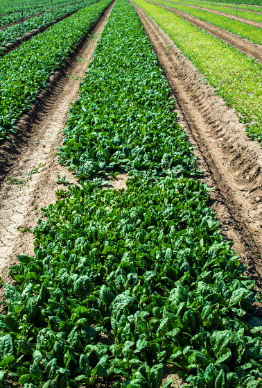 Spinach Gardenfrontier Spinach