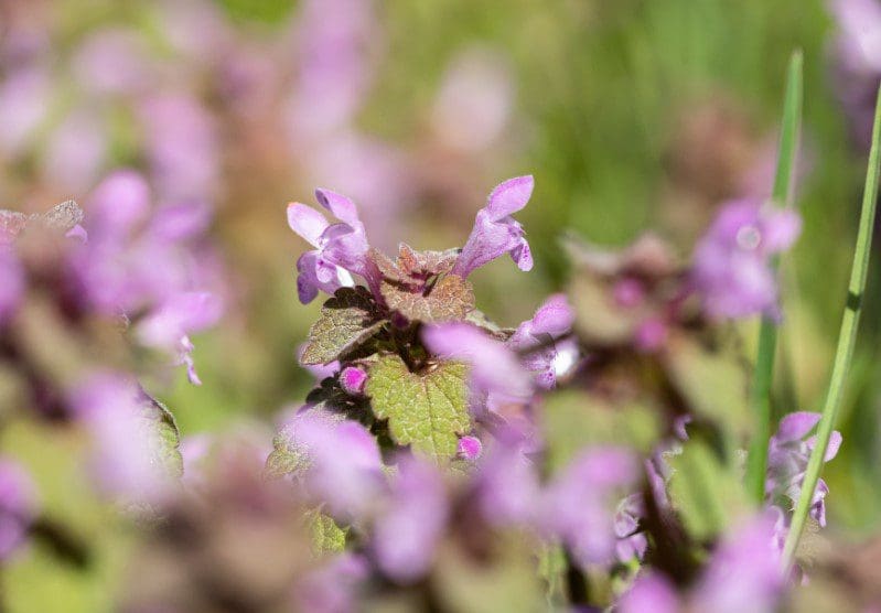 Spotted Deadnettle Gardenfrontier Spotted Deadnettle