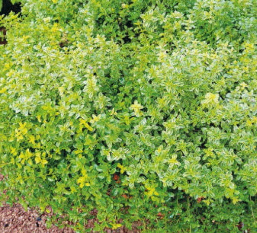 Thymus Vulgaris Gardenfrontier Thymus Vulgaris
