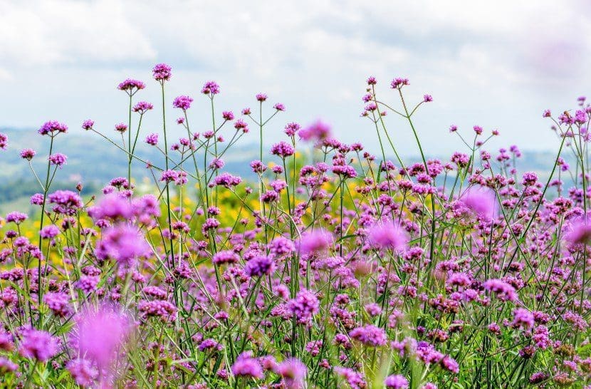 A vibrant cluster of Verbena flowers Gardenfrontier Bright purple verbena flowers blooming in a sunny garden