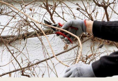 Wisteria Pruning Step1 Gardenfrontier Wisteria Pruning Step1