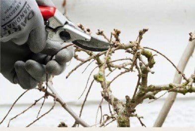 Wisteria Pruning Step2 Gardenfrontier Wisteria Pruning Step2