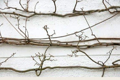 Wisteria Pruning Step3 Gardenfrontier Wisteria Pruning Step3