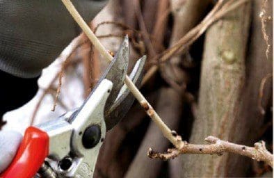 Wisteria Pruning Step4 Gardenfrontier Wisteria Pruning Step4