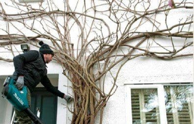 Wisteria Pruning Step5 Gardenfrontier Wisteria Pruning Step5
