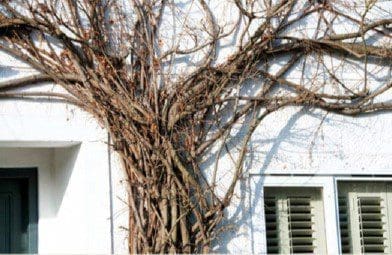Wisteria Pruning Gardenfrontier Wisteria Pruning