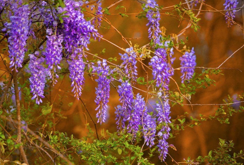 Wisteria Gardenfrontier Wisteria