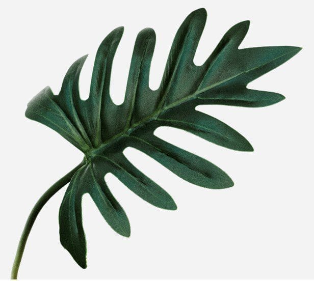 Xanadu Philodendron Plant Gardenfrontier A lush bushy Xanadu Philodendron plant showing off its deeply lobed glossy green leaves