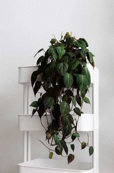 philodendron micans Gardenfrontier philodendron micans