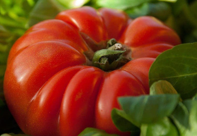 Beefmaster Tomato Gardenfrontier Beefmaster Tomato