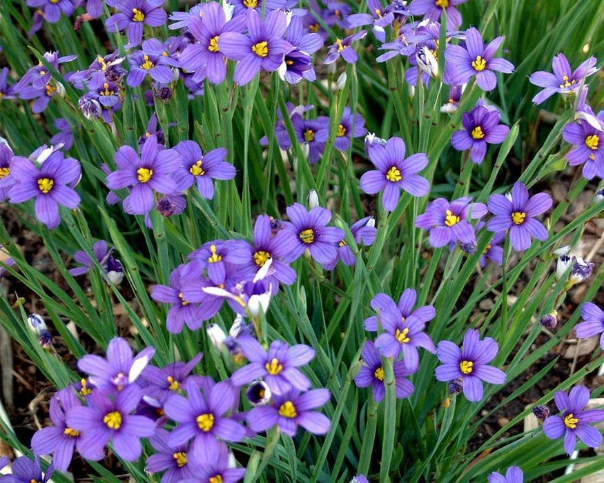 BlueEyed Grass Gardenfrontier Blue Eyed Grass