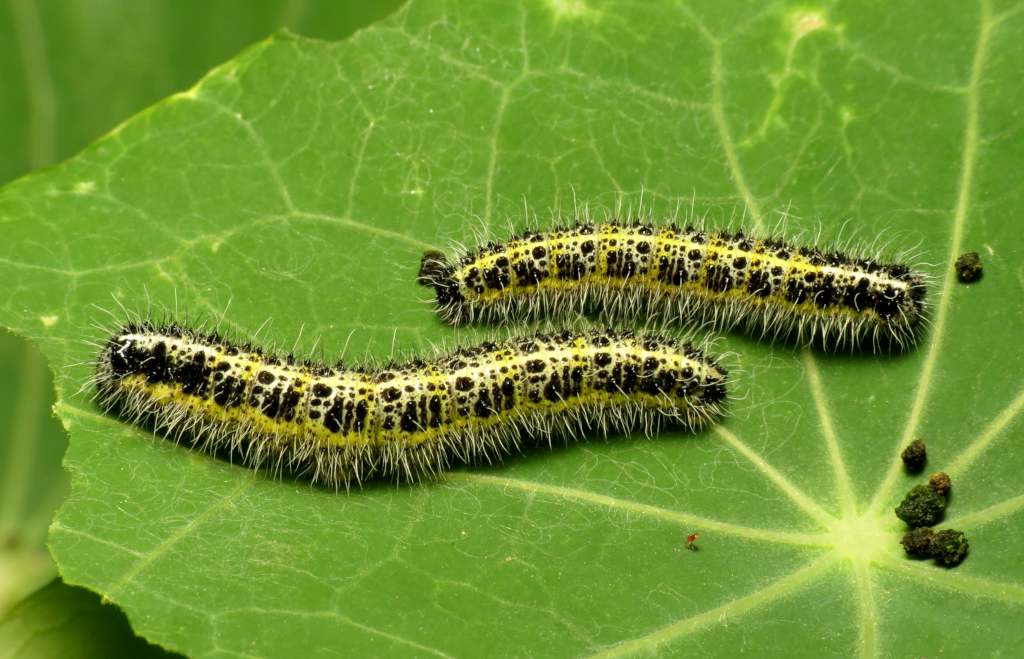 Caterpillars Gardenfrontier Caterpillars
