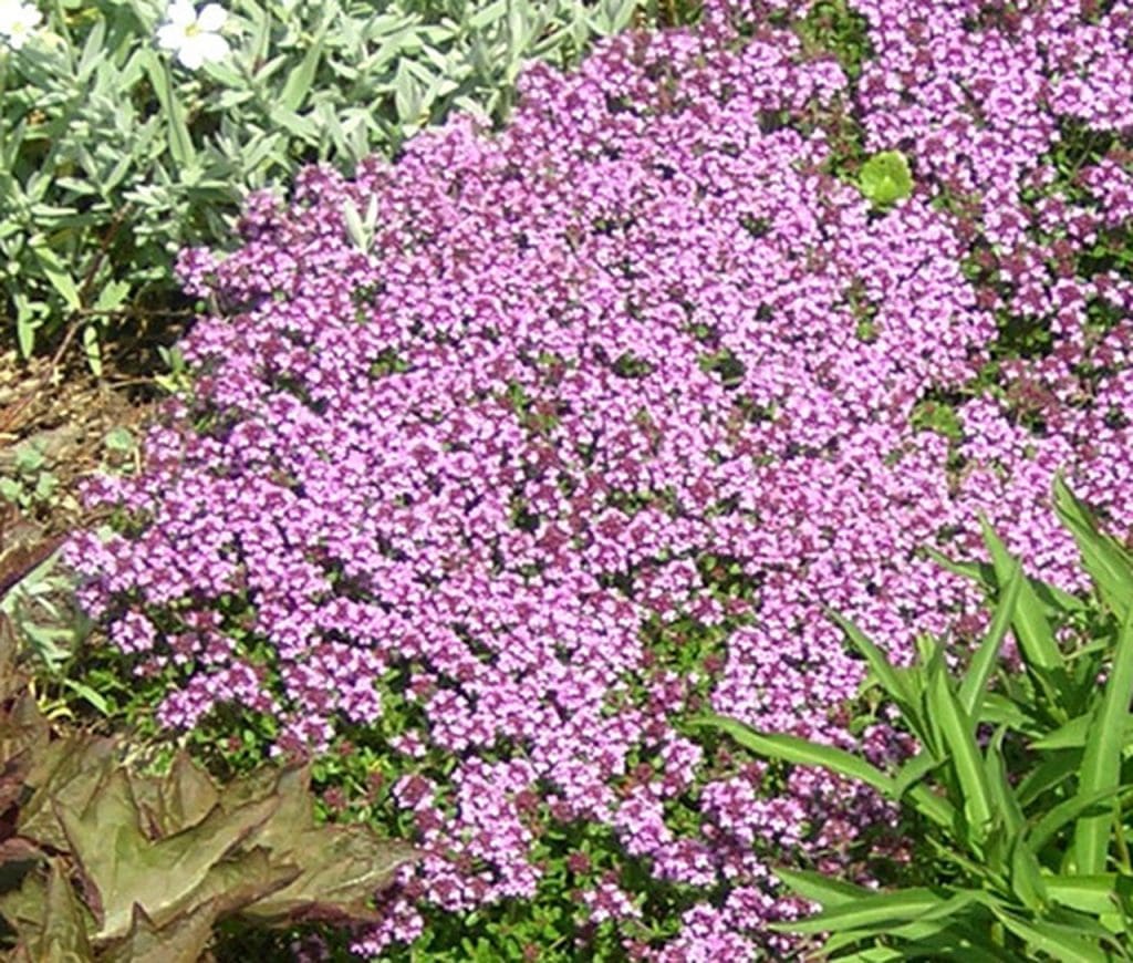 Creeping Thyme Gardenfrontier Creeping Thyme