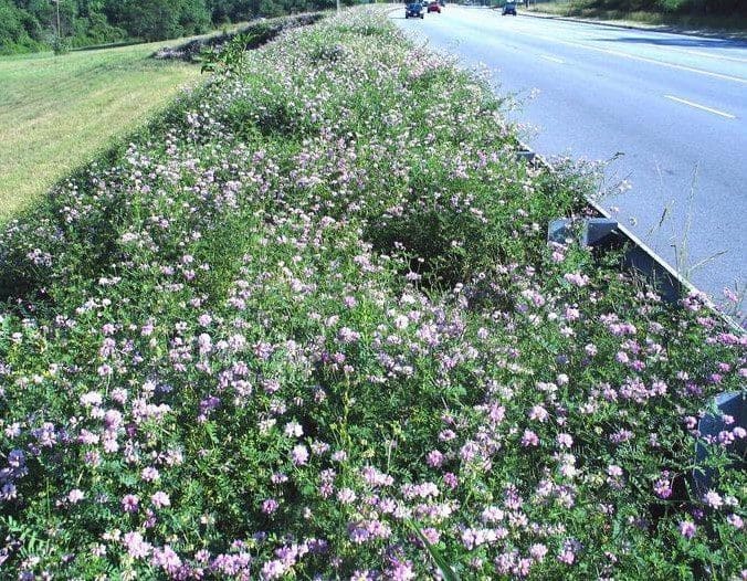 Crown Vetch Gardenfrontier Crown Vetch