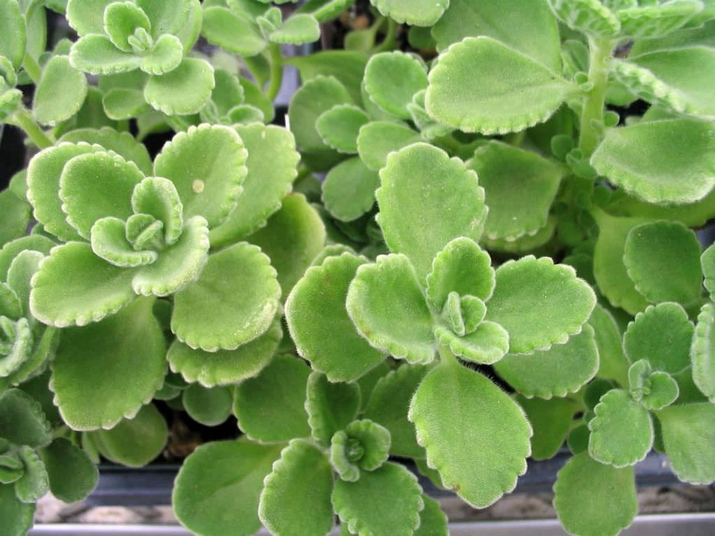 Cuban Oregano Plant Gardenfrontier A close up of the thick fleshy velvety green leaves of a Cuban Oregano plant