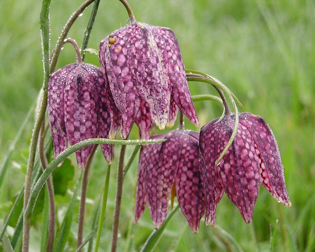 Fritillaria Gardenfrontier Fritillaria